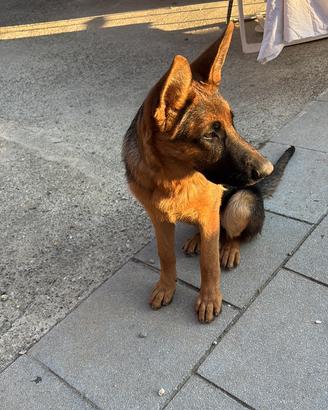 Cuccioli di pastore tedesco