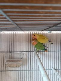 Inseparabili