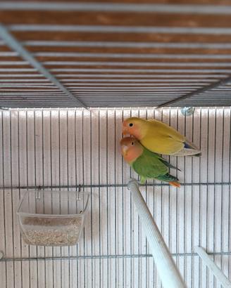 Inseparabili