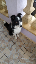 Border Collie