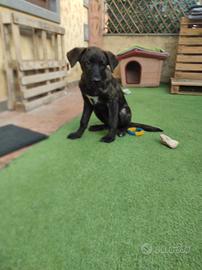 Cucciolo di mesi 5 aspetta una casa