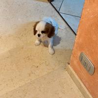 Cucciolo Cavalier king con pedigree Enci