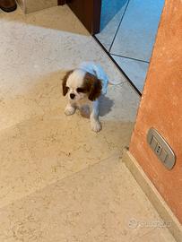 Cucciolo Cavalier king con pedigree Enci