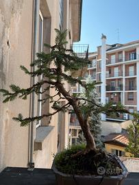 Abete rosso Bonsai