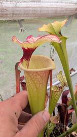  Piante carnivore varie