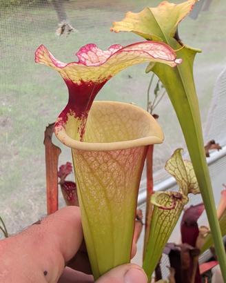  Piante carnivore varie