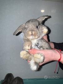 Coniglio ariete nano mini loop blu fata perlato