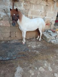 pony femmina 