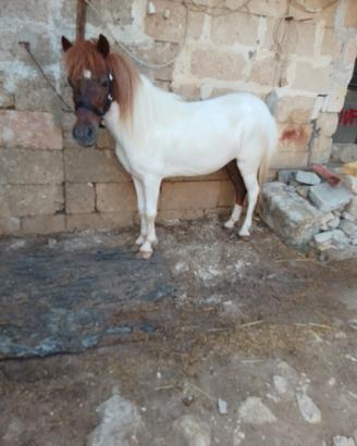 pony femmina 
