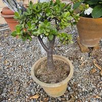 Albero di Giada bonsai