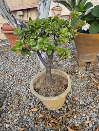 Albero di Giada bonsai