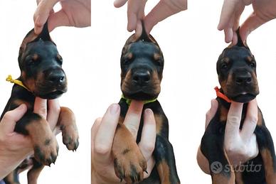 Dobermann Cuccioli