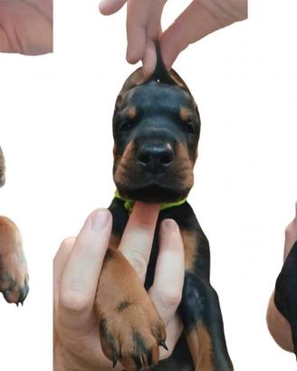 Dobermann Cuccioli