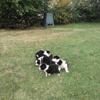 Cuccioli border collie