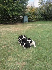 Cuccioli border collie