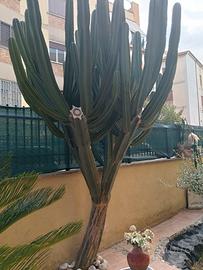 CACTUS DA COLLEZIONE 