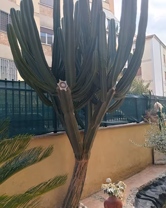 CACTUS DA COLLEZIONE 
