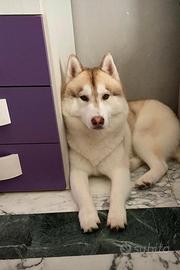 Siberian husky