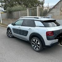 C4 cactus
