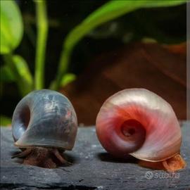 Lumache di acqua dolce 1 euro l una