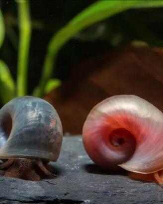 Lumache di acqua dolce 1 euro l una