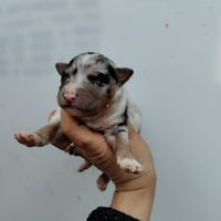 Pastore Australiano con Pedigree Enci