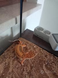 Geco leopardiano più terrario