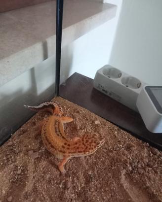 Geco leopardiano più terrario