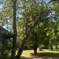 Albero di noce nazionale