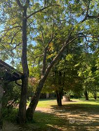 Albero di noce nazionale