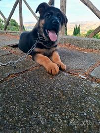 Cuccioli di Pastore Tedesco