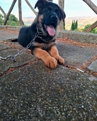Cuccioli di Pastore Tedesco