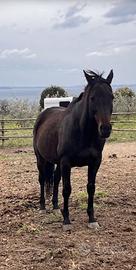 Cavalla