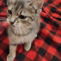 Gatto gattini grigi tigrati