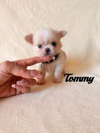 Chihuahua maschio a pelo lungo con pedigree enci