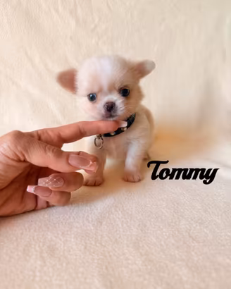 Chihuahua maschio a pelo lungo con pedigree enci