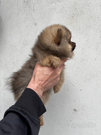 Spitz di Pomerania nano