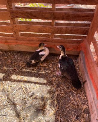 Anatre mute
