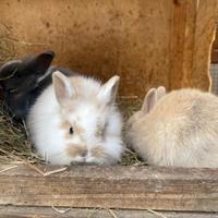 Coniglio nano a pelo lungo