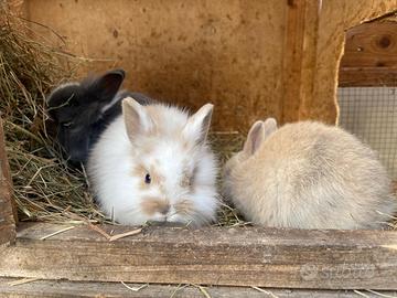 Coniglio nano a pelo lungo