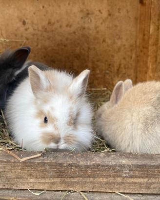 Coniglio nano a pelo lungo