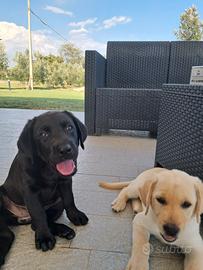 Cuccioli di Labrador