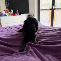 8 mesi cockerina femmina