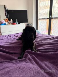 8 mesi cockerina femmina