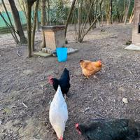 Galline di 4 anni