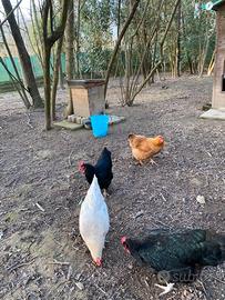 Galline di 4 anni