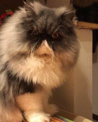 Gatto persiano disponibile per accoppiamento