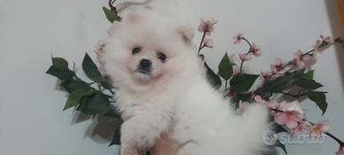 Spitz Pomerania nano bianco