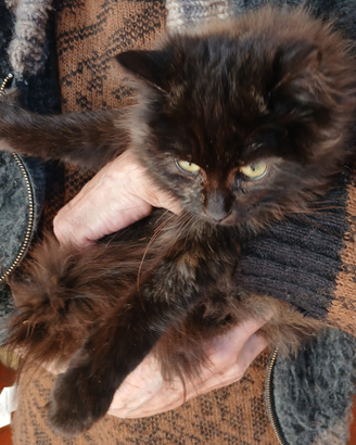 Gatto gattino animali cane