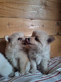 Volpini cuccioli